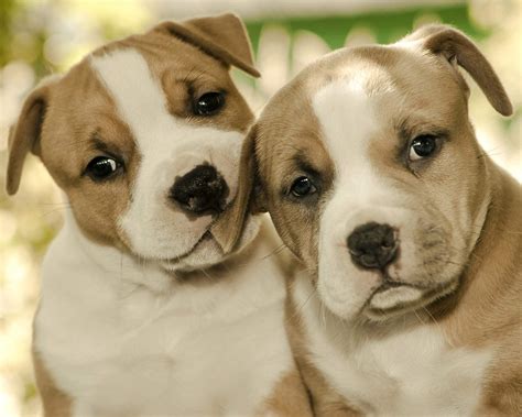 American Staffordshire Terrier: A Better Complete Breed Information ...