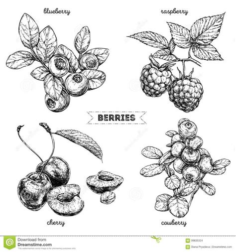 Set Of Hand Drawn Berries Isolated On White Background Raspberry