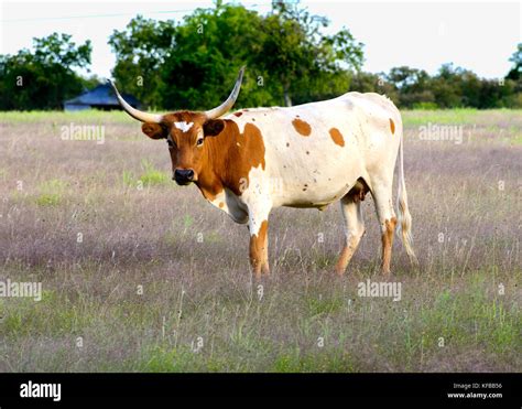 Texas longhorn cow calf hi-res stock photography and images - Alamy