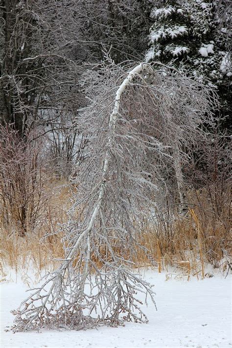 Genuflect Birch Tree Simple Living Birch