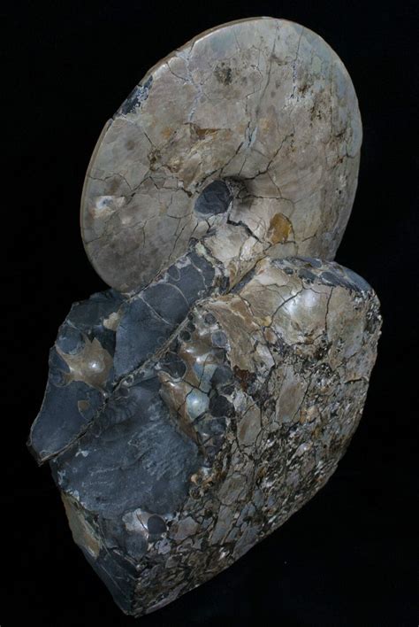 64 Placenticeras Ammonite South Dakota For Sale 6098