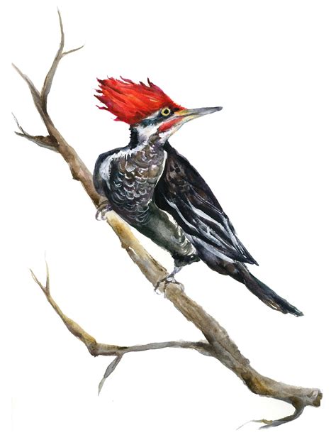 Pileated Woodpecker Watercolor Painting Bird Art Archival Etsy In