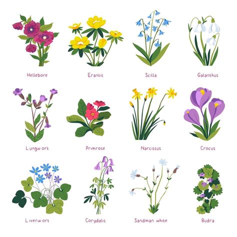 Spring Flowers In Blossom Primrose And Crocus 17740665 Vector Art At