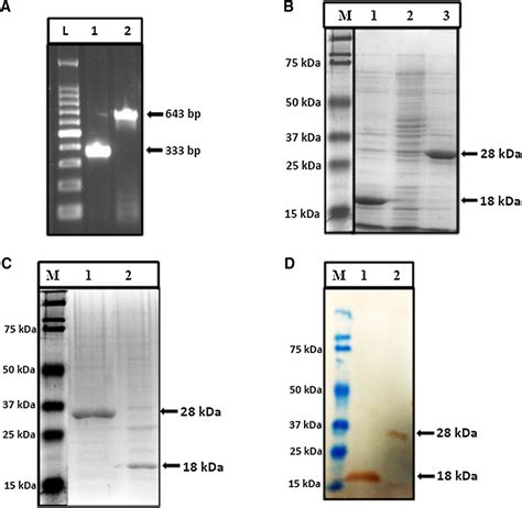 Cloning expression and purification of recombinant proteins ΔG EspB