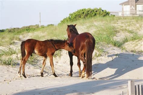 Bob's Wild Horse Tours | Corolla, NC