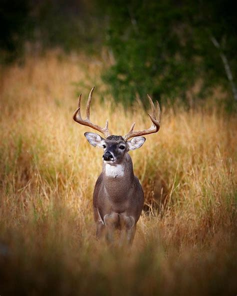 Giant Point Buck Ubicaciondepersonascdmxgobmx