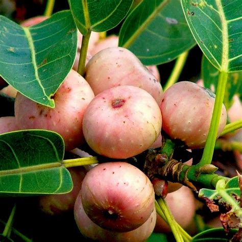 Sacred Fig Seeds (Ficus religiosa)