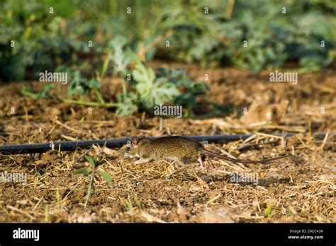 Black Rat Rattus Rattus Also Known As Ship Rat Roof Rat Or House