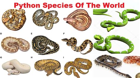 Python Species - All Python Species Of The World - YouTube