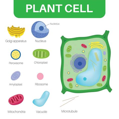 Plant cells are eukaryotic cells. 12204764 Vector Art at Vecteezy