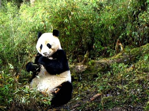 Cameras Capture Wild Giant Pandas In Nw Chinas Nature Reserve Ukrainian News