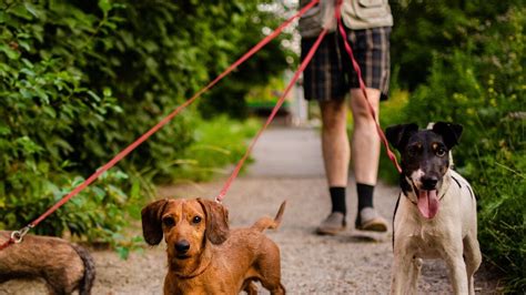 Las Mejores Correas Para Perros Qué Tener En Cuenta A La Hora De