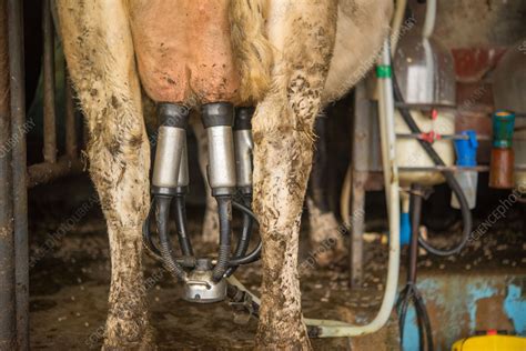 Dairy Cow Being Milked Stock Image C057 5393 Science Photo Library