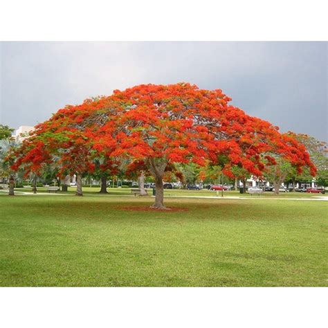 Graines De Flamboyant Delonix Regia Prix 2 45