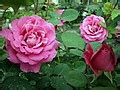 categoryroses  iran wikimedia commons