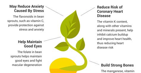 How to Make Bean Sprouts, Plus Benefits, Nutrition, Recipes - Dr. Axe