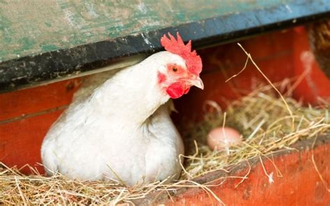 Do Chickens Need To Mate To Lay Eggs Learnpoultry