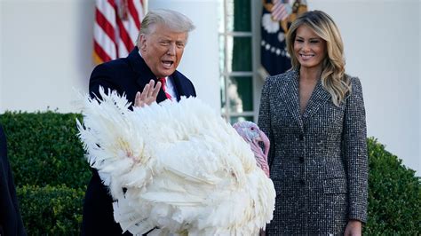 Meet Corn And Cob Thanksgiving 2020 Turkeys Pardoned By Trump Fox News