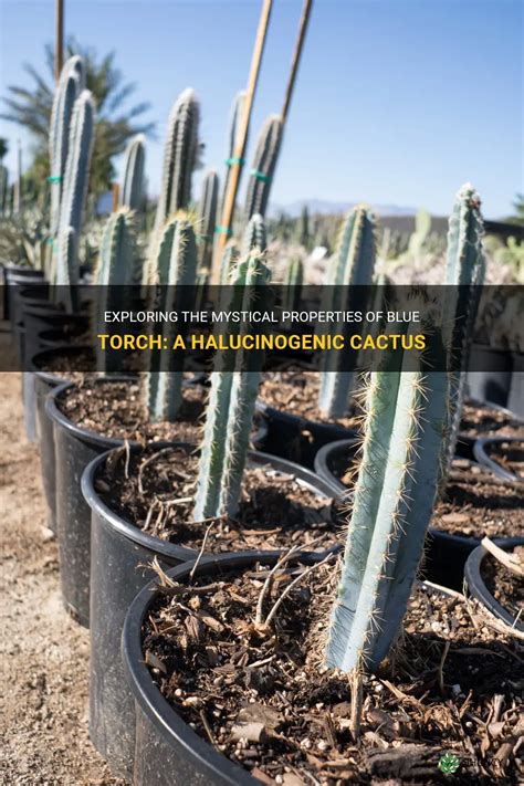 Exploring The Mystical Properties Of Blue Torch A Halucinogenic Cactus