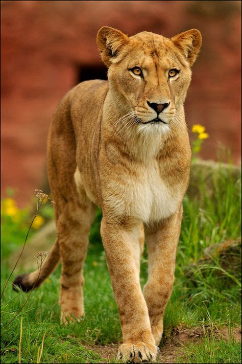 Lioness Portrait Young Adult Lioness Walking Lion Pantheraleo