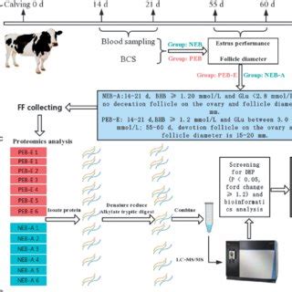Schematic diagram of the study and proteomic workflow. | Download ... 