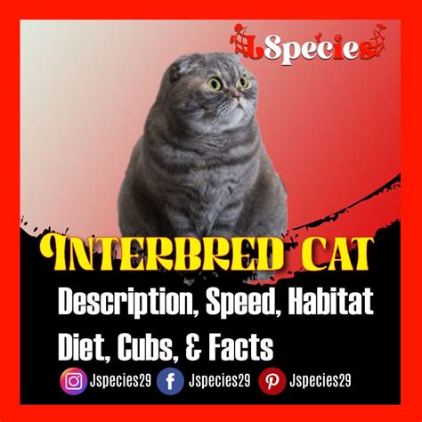 Inbred Cat |Description, Diet, Speed, and Facts