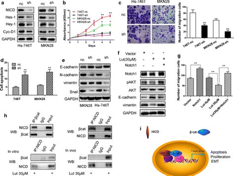 Effects Of Notch On Cell Proliferation And Emt In Gc Cells A The