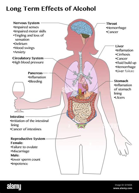 Diagram Showing The Long Term Effects Of Excess Alcohol Consumption