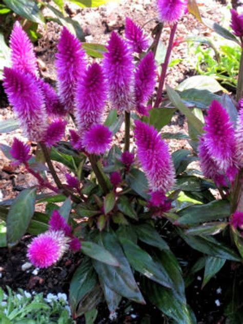 Celosia Spicata Flamingo Cockscomb Seeds Etsy