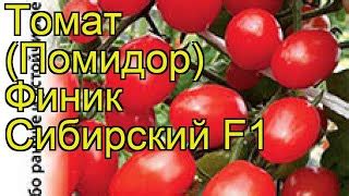 Томат Финик сибирский: отзывы, описание сорта, фото, видео, характеристики
