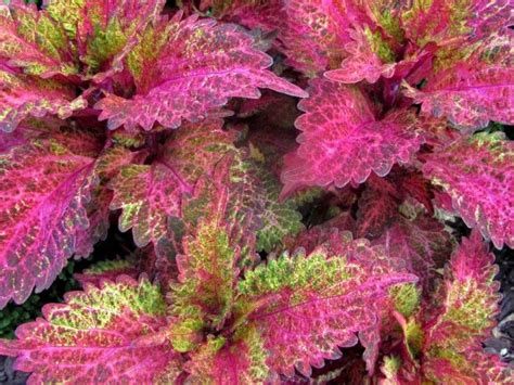 Coleus ‘indian Summer Tall Plants Foliage Plants Shade Plants