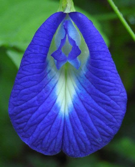 7 Flowers That Look Like Vaginas Plants That Look Like Vagina