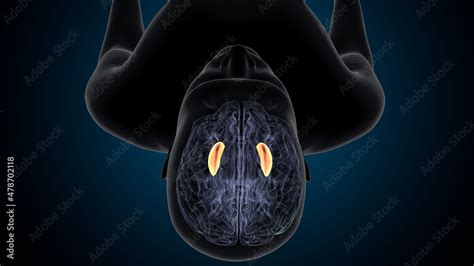 3d illustration of human brain Brain putamen Anatomy. Stock Illustration | Adobe Stock