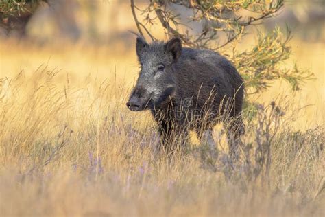 Wild Boar in Natural Habitat on Veluwe Stock Photo - Image of head ...