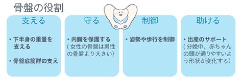 骨盤について 1－骨盤や骨盤まわりの筋肉構造とその役割を知ろう！ 晴れの空 整体院【春日駅・後楽園駅周辺】