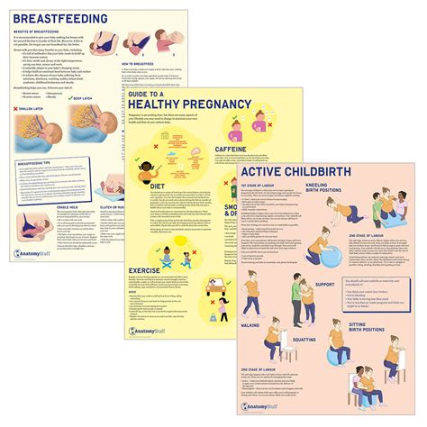 antenatal education chart collection birth posters anatomystuff