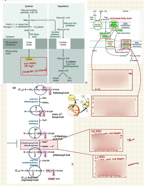 Lipids Chart Diagram | Quizlet