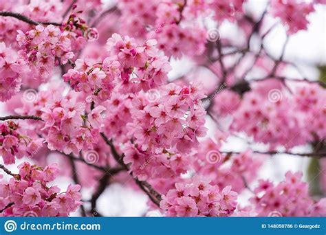 Sakura Flor De La Flor De Cerezo En Estaci N De Primavera Foto De