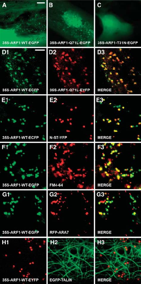 Transient Expression And Intracellular Localization Of Arabidopsis ARF1