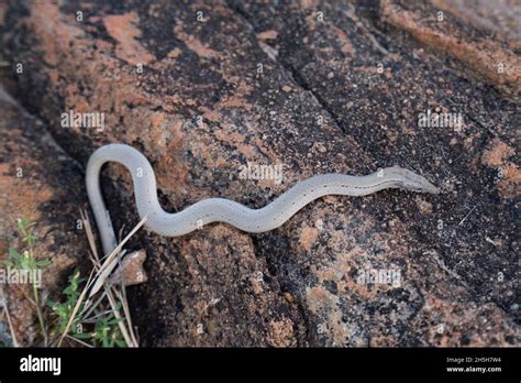 Possible Burtons Legless Lizard Hi Res Stock Photography And Images Alamy