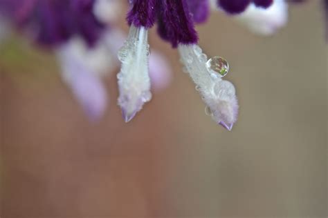 Wallpaper Flowers Macro Nature Closeup Canon Purpleandwhite