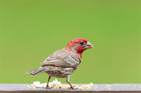 House Finch Male Free Photo On Pixabay Pixabay