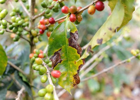 Coffee Leaf Rust What Is Coffee Leaf Rust Two Chimps Coffee