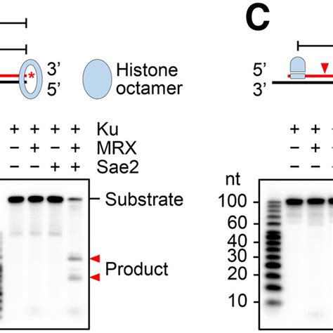 Licensing Of Strand Cleavage At A Nucleosome And Other Internally