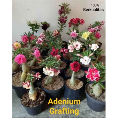 Jual Adenium Bunga Tumpuk Adenium Grafting Size A Asli Warna