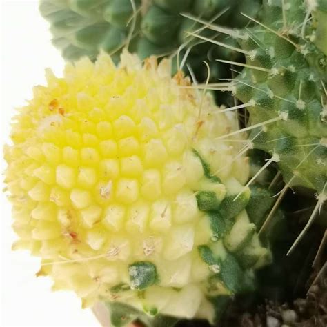 Mammillaria Spinosissima Cv Un Pico F Mostruosa Variegata Cm