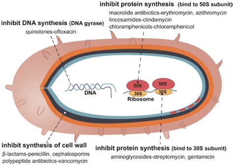 The action mechanism of antibiotics. | Download Scientific Diagram