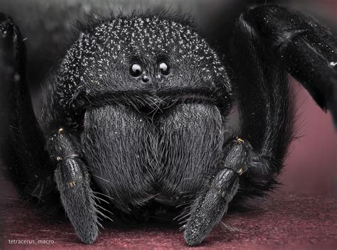 Macro Portrait of a velvet spider — Olympus 90mm : r/macrophotography
