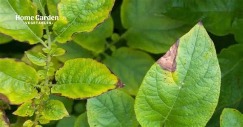 What Does Blight Look Like On Potatoes Home Garden Vegetables