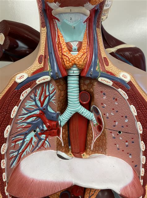 Human Respiratory System Model Labeled